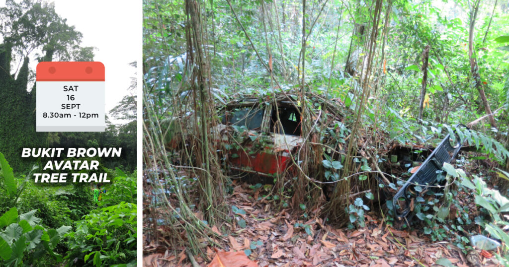 BUKIT BROWN AVATAR TREE TRAIL Sat, 16th Sept 2023 8.30am to 12pm