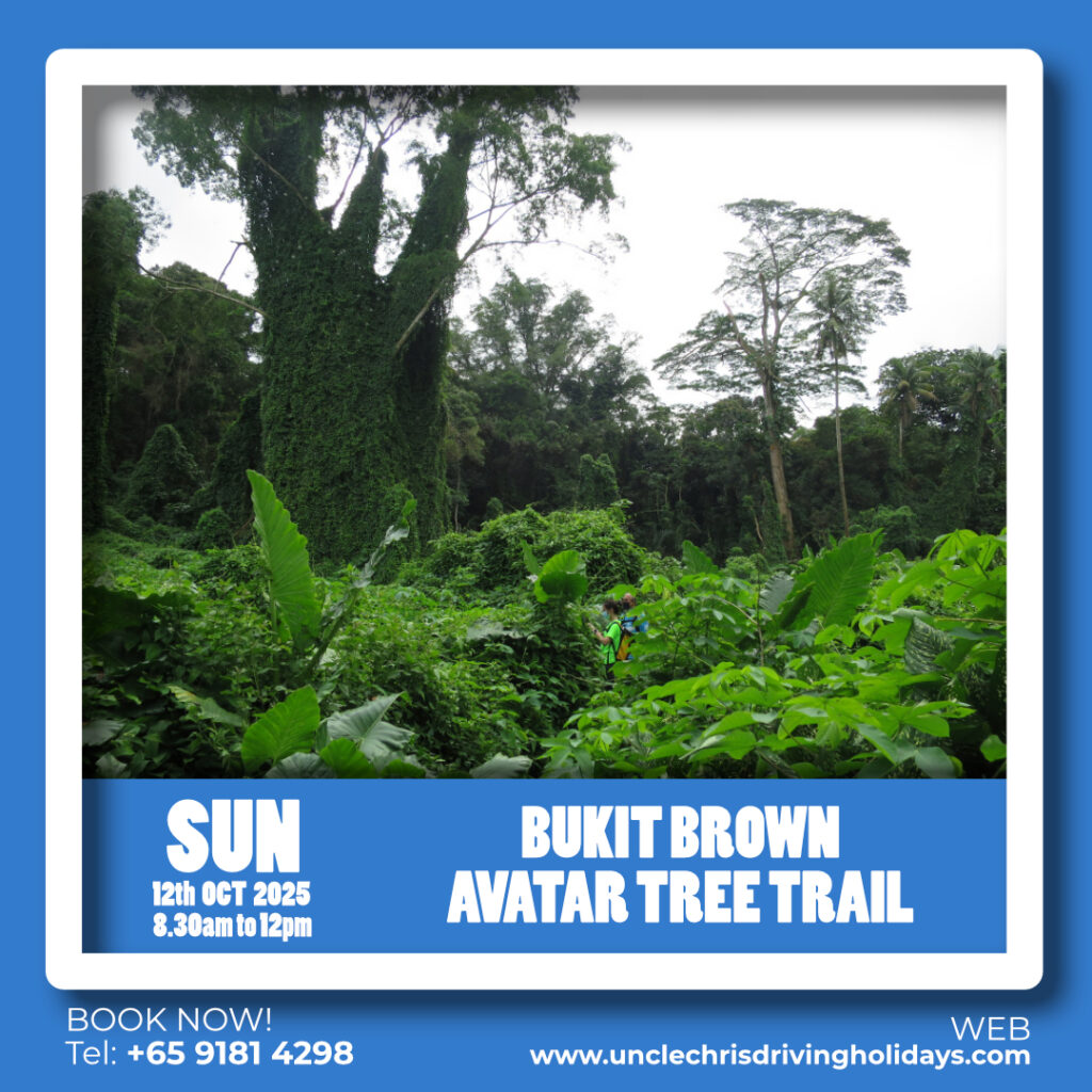 BUKIT BROWN AVATAR TREE TRAIL Sun, 12th Oct 2025 8.30am to 12pm
